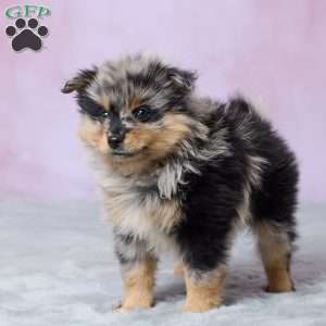 Banjo, Pomeranian Puppy